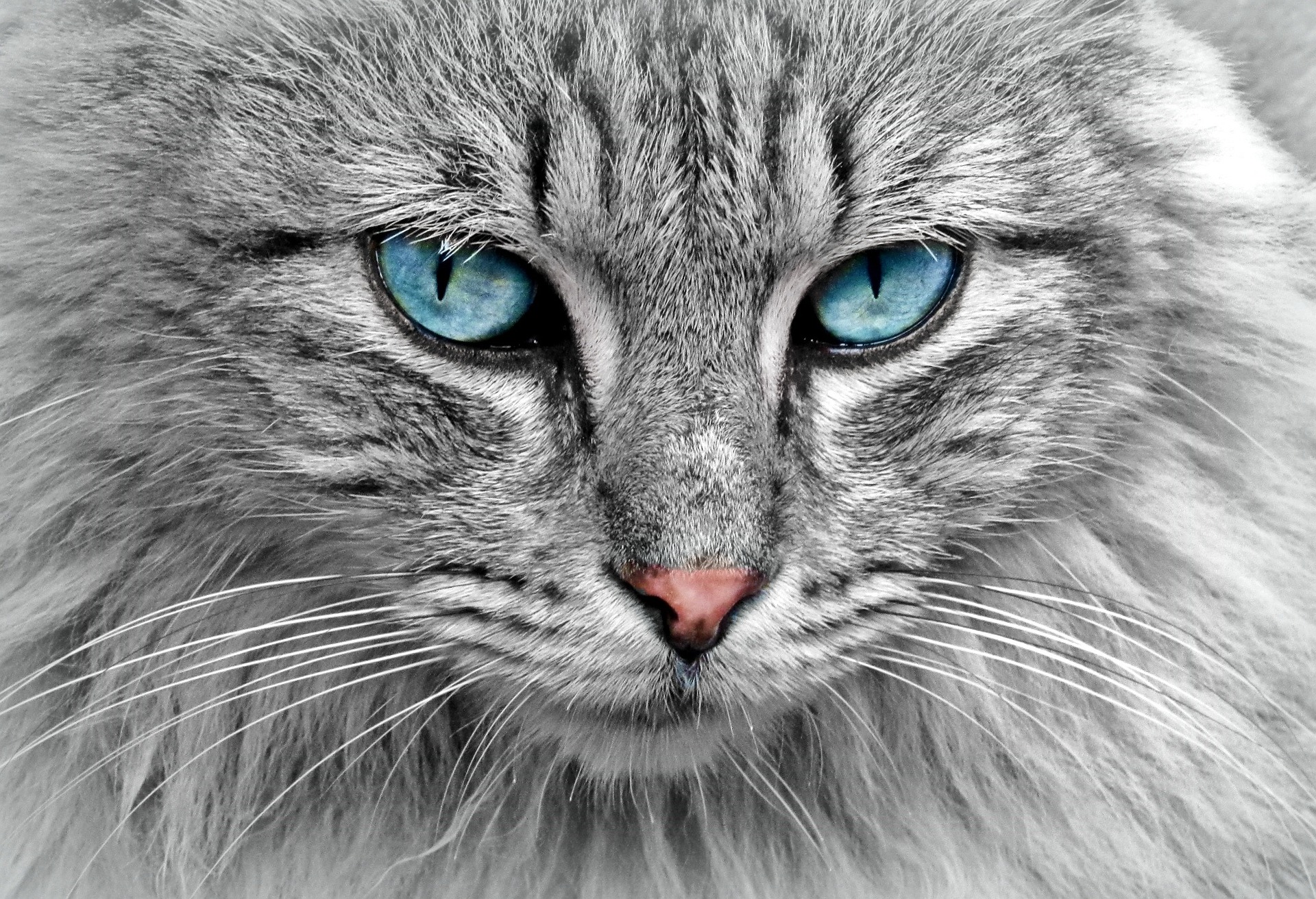 Cat portrait CLIX